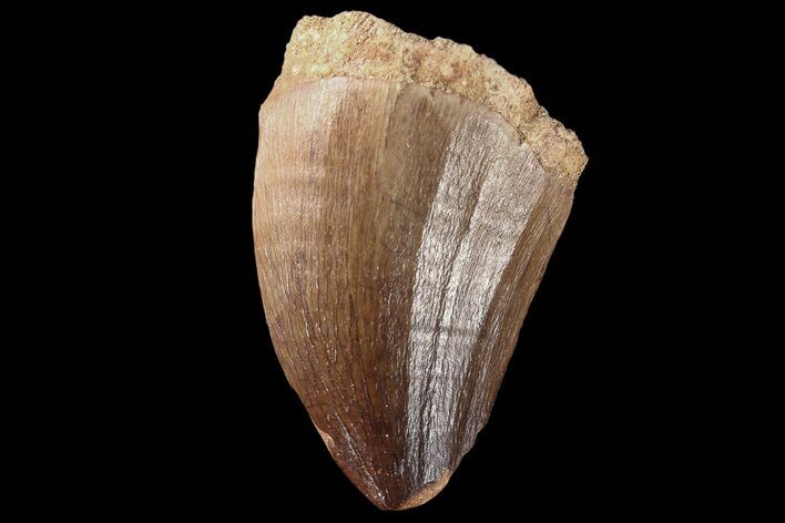 Mosasaur (Prognathodon) Tooth #87334